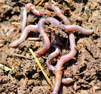 worms